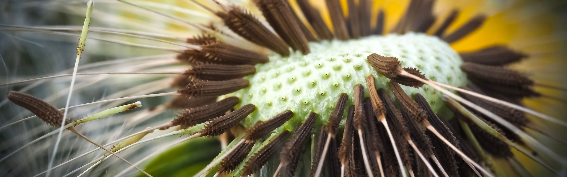 Pusteblume Löwenzahn