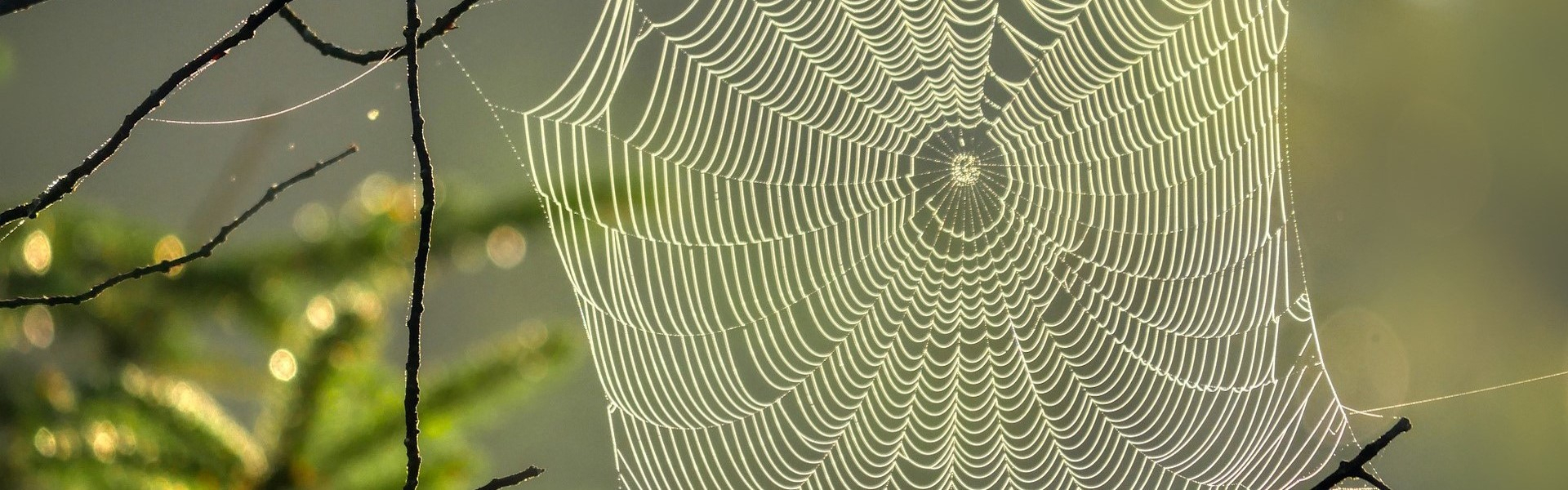 Spinnennetz 